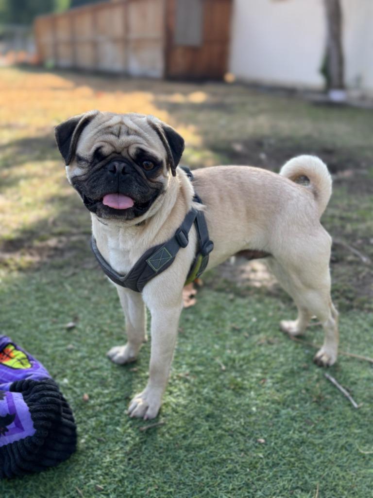 Enlarge Charles, a Adoptable Pug in Canyon Country, CA image 5/6
