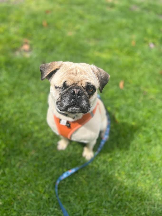 Enlarge Charles, a Adoptable Pug in Canyon Country, CA image 6/6