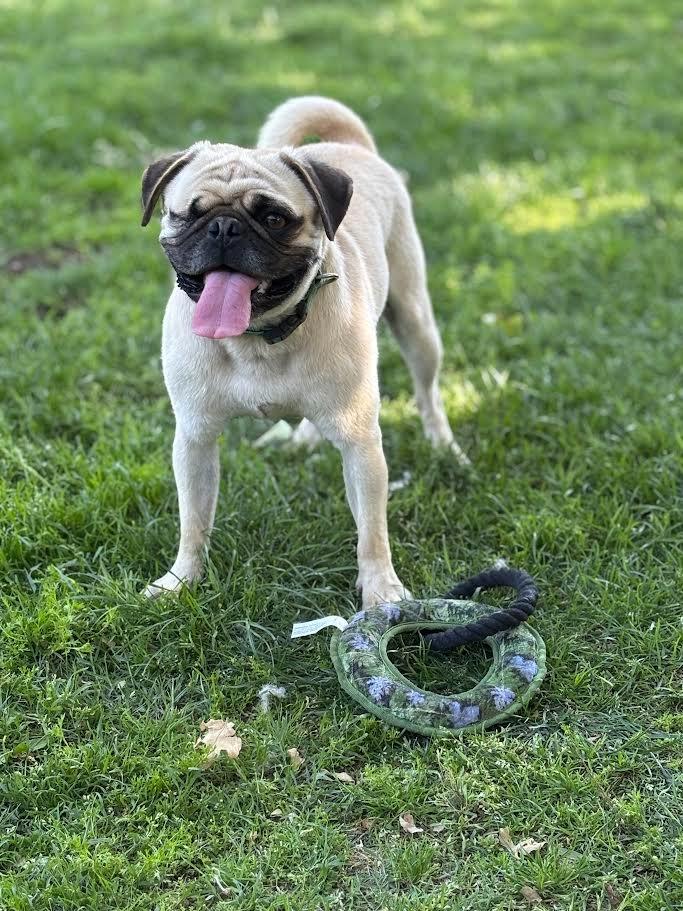 Enlarge Charles, a Adoptable Pug in Canyon Country, CA image 5/6