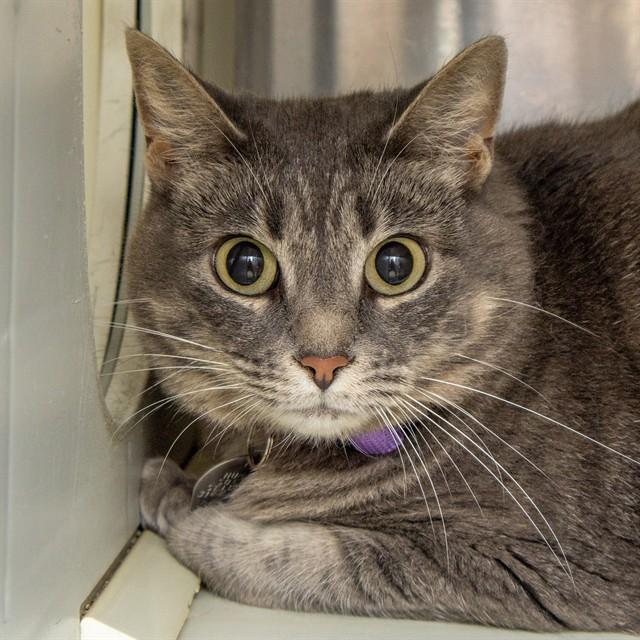 NOVA, Adoptable, Adult Female Domestic Short Hair.
