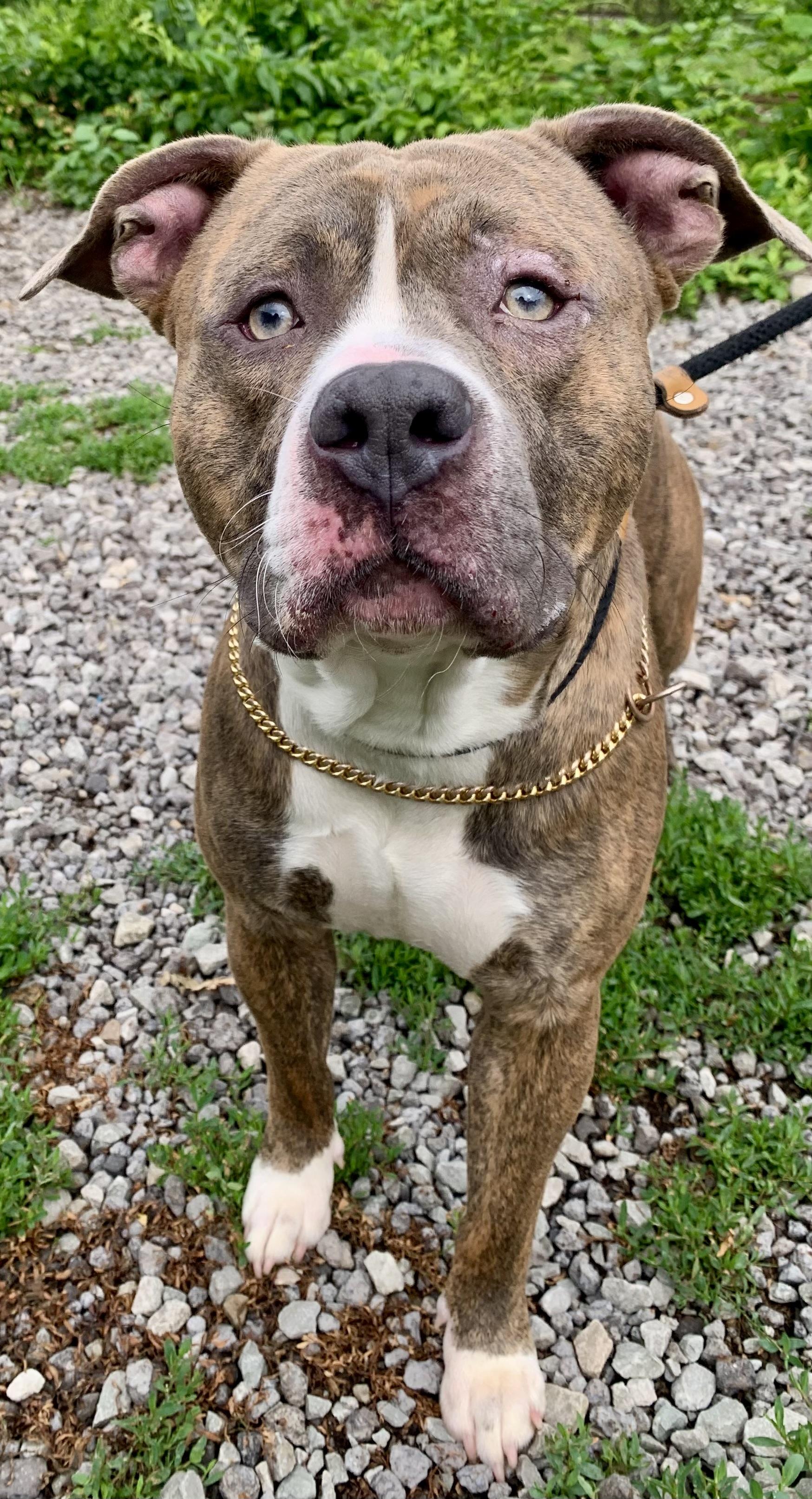 Finn, a ADOPTABLE Mixed Breed in McKeesport, PA image 3/6