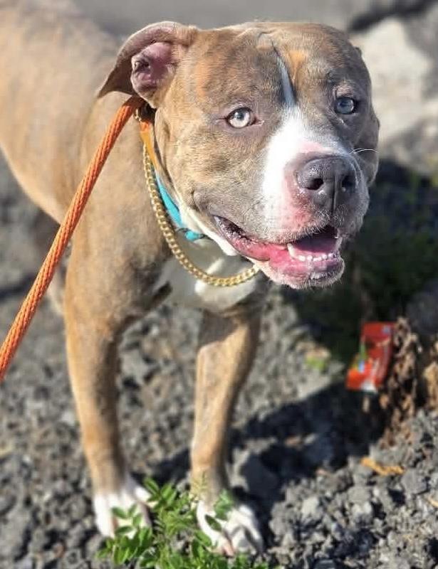 Finn, a ADOPTABLE Mixed Breed in McKeesport, PA image 5/6