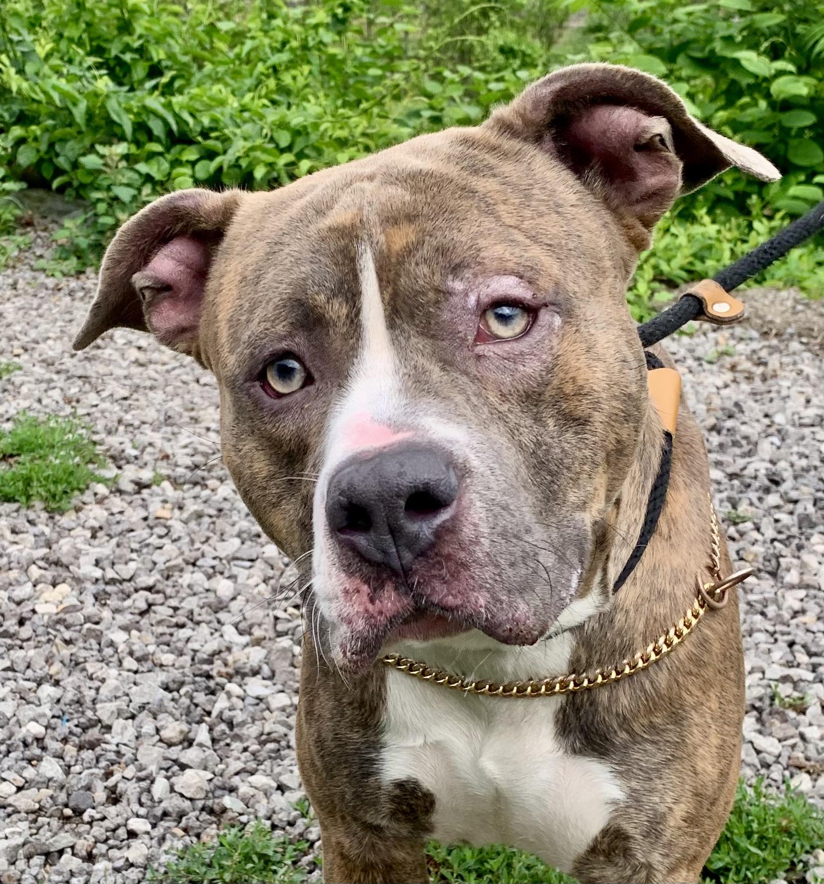 Finn, ADOPTABLE, Young Male Mixed Breed.