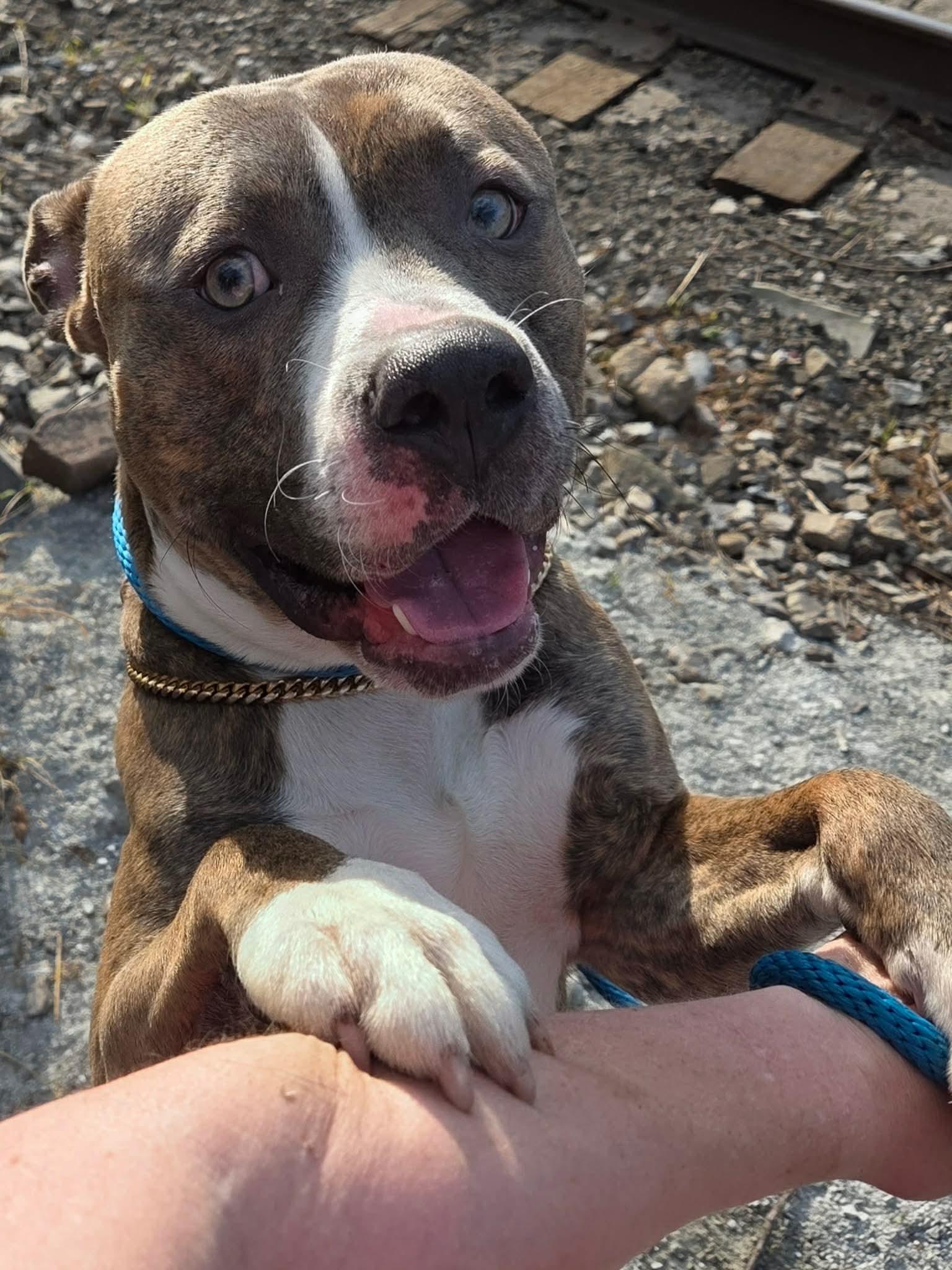 Finn, a ADOPTABLE Mixed Breed in McKeesport, PA image 6/6