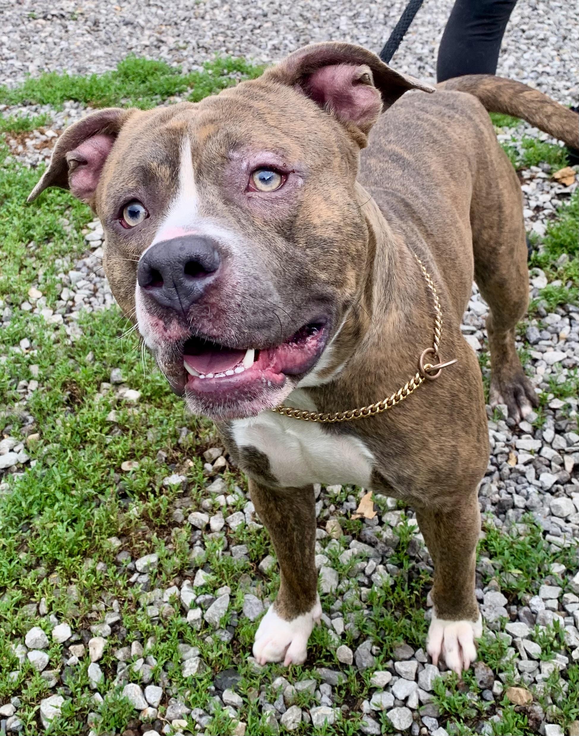 Finn, a ADOPTABLE Mixed Breed in McKeesport, PA image 2/6