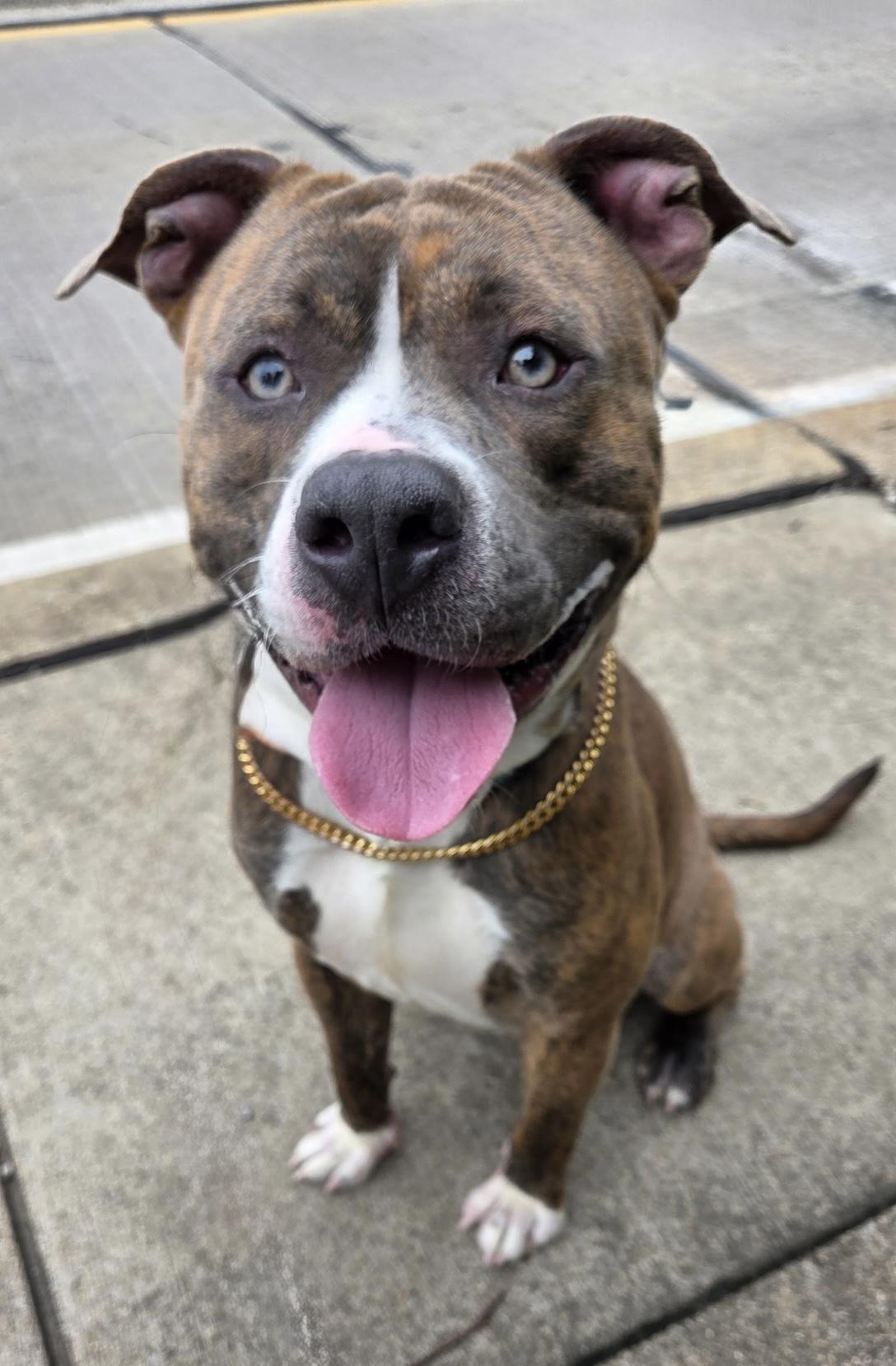 Enlarge Finn, a ADOPTABLE Mixed Breed in McKeesport, PA image 5/6