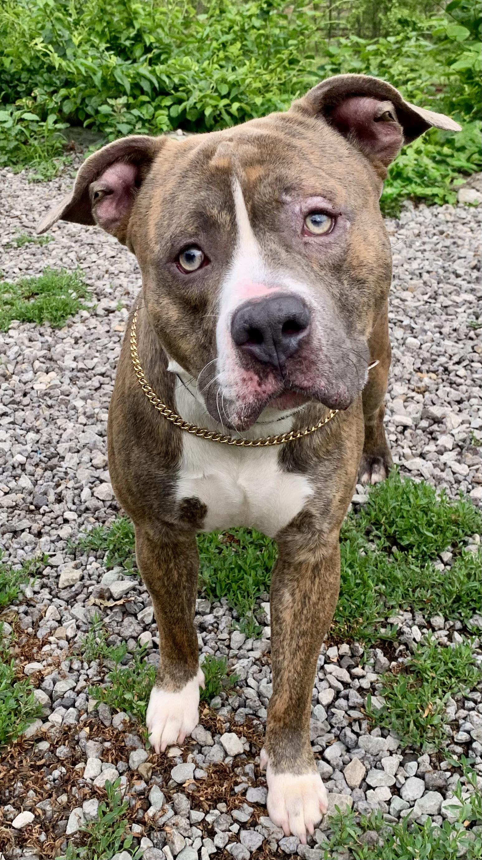 Enlarge Finn, a ADOPTABLE Mixed Breed in McKeesport, PA image 3/6