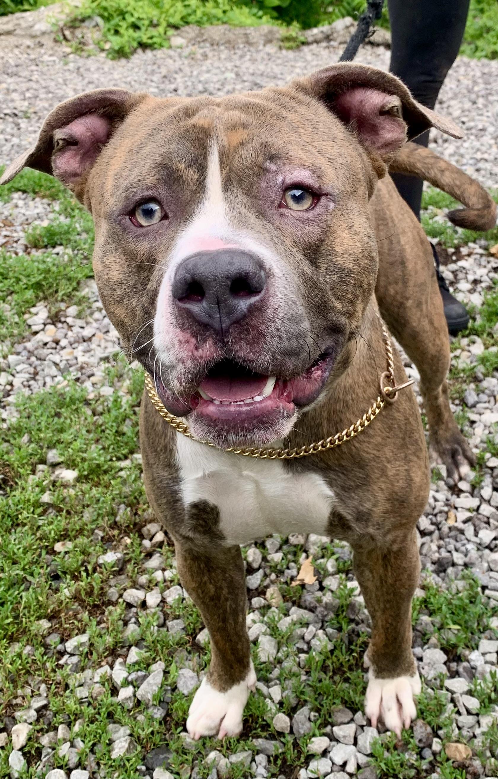 Finn, a ADOPTABLE Mixed Breed in McKeesport, PA image 4/6