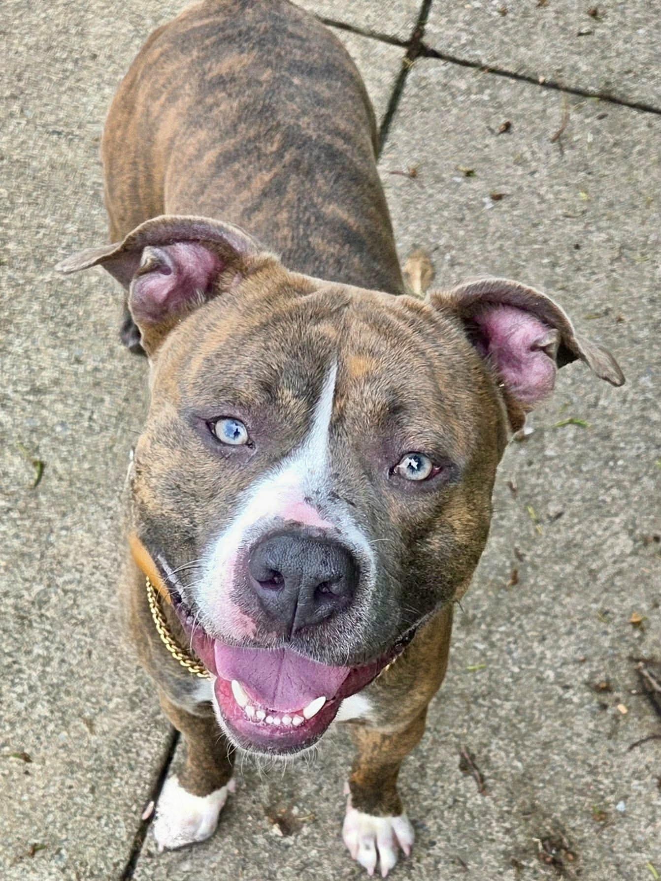 Enlarge Finn, a ADOPTABLE Mixed Breed in McKeesport, PA image 1/6