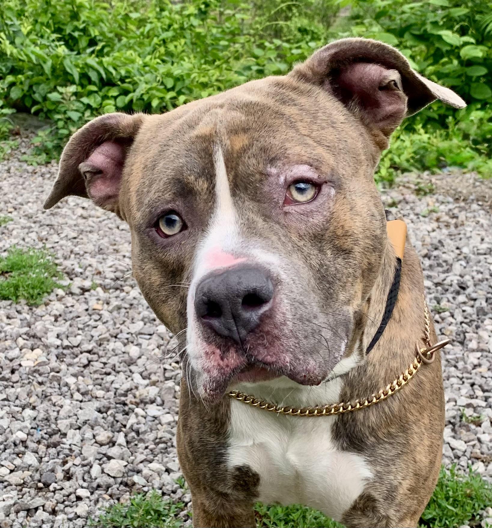 Enlarge Finn, a ADOPTABLE Mixed Breed in McKeesport, PA image 4/6