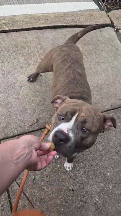 Enlarge Finn, a ADOPTABLE Mixed Breed in McKeesport, PA video 6/6