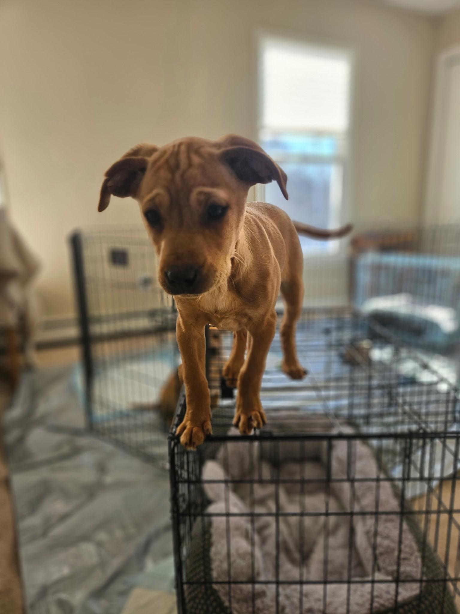 Enlarge Fudge, a Adoptable mixed breed in Succasunna, NJ image 3/4