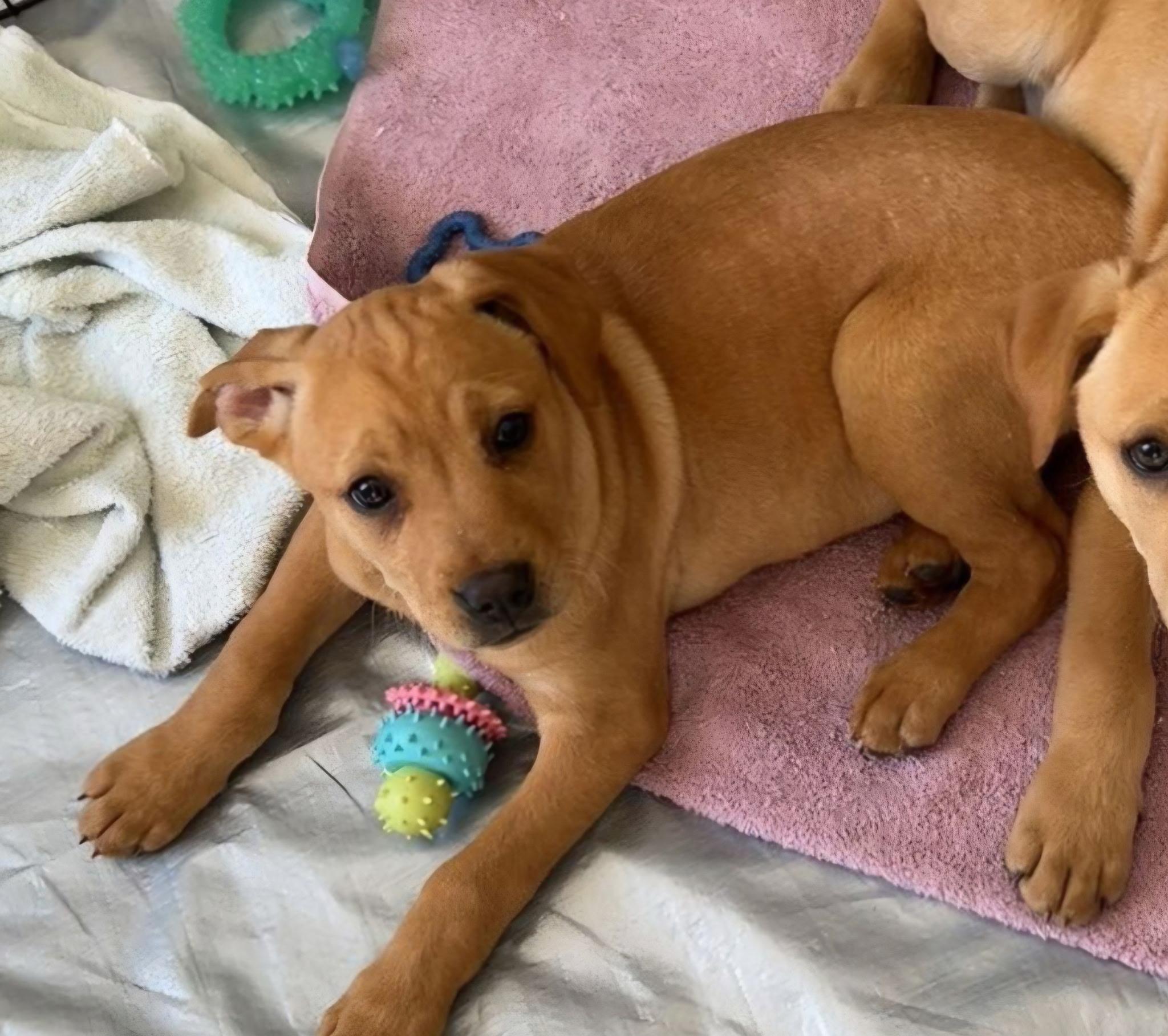 Enlarge Fudge, a Adoptable mixed breed in Succasunna, NJ image 1/4