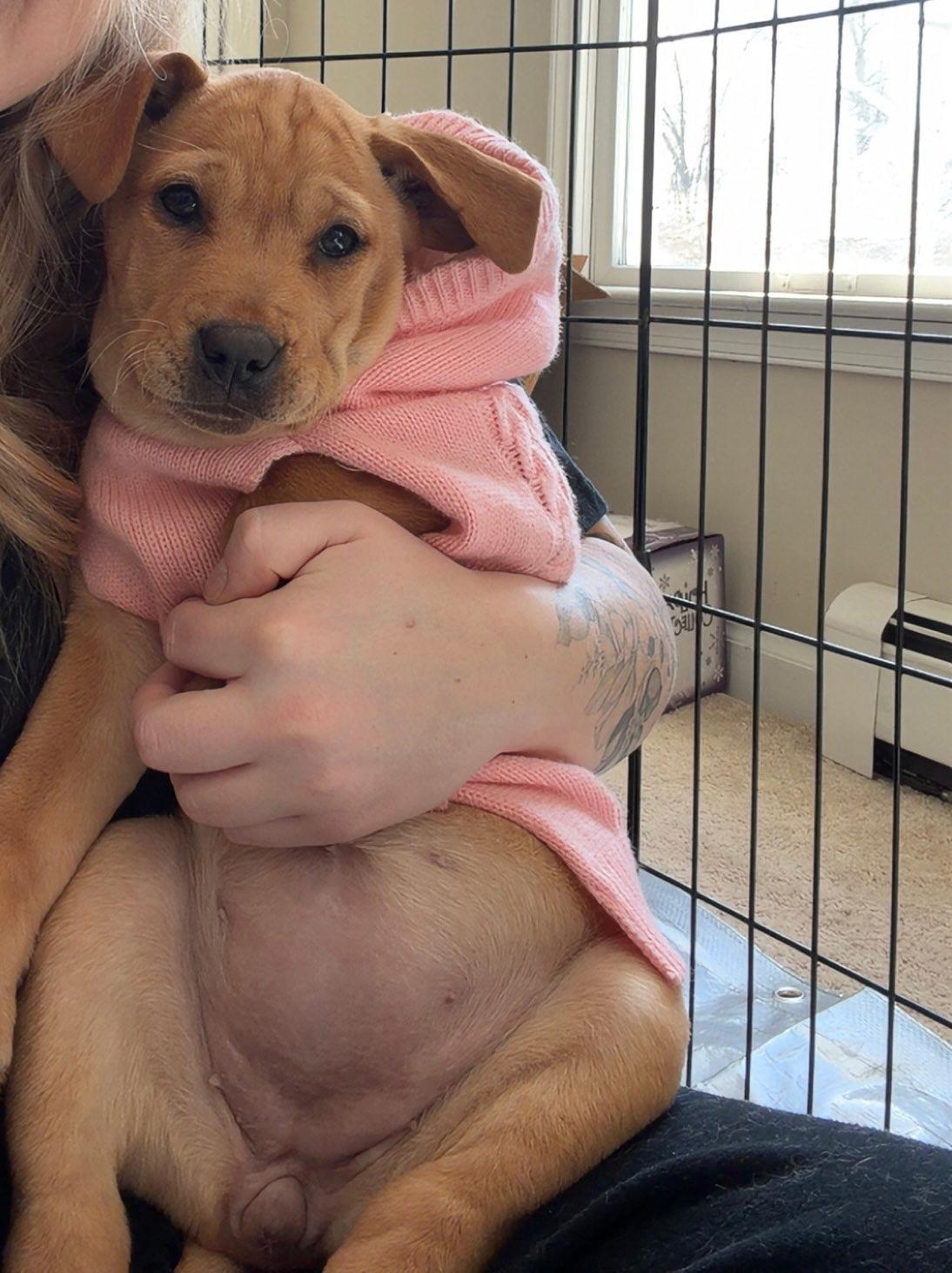 Enlarge Fudge, a Adoptable mixed breed in Succasunna, NJ image 4/4