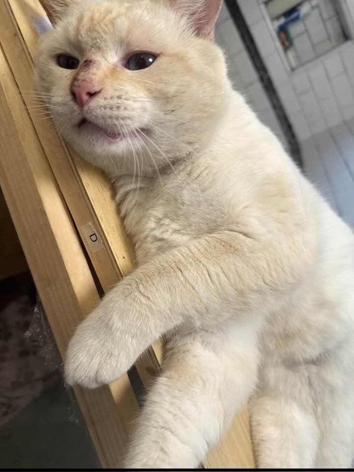 Enlarge Whisper, an adopted Siamese in Beverly Hills, CA image 2/2