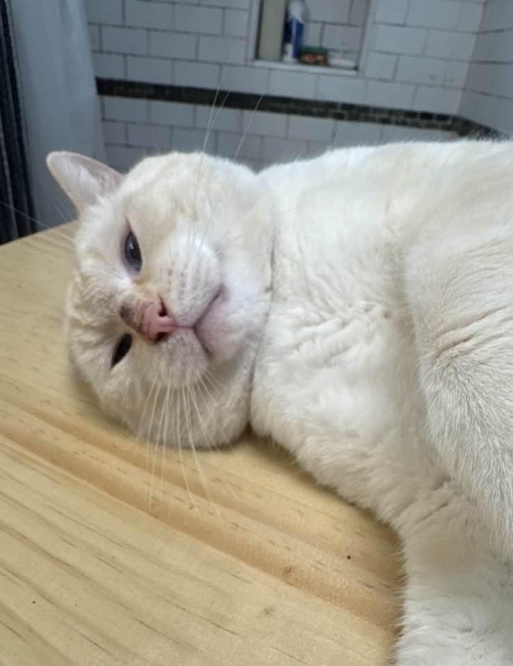 Whisper, adopted, Adult Male Siamese.