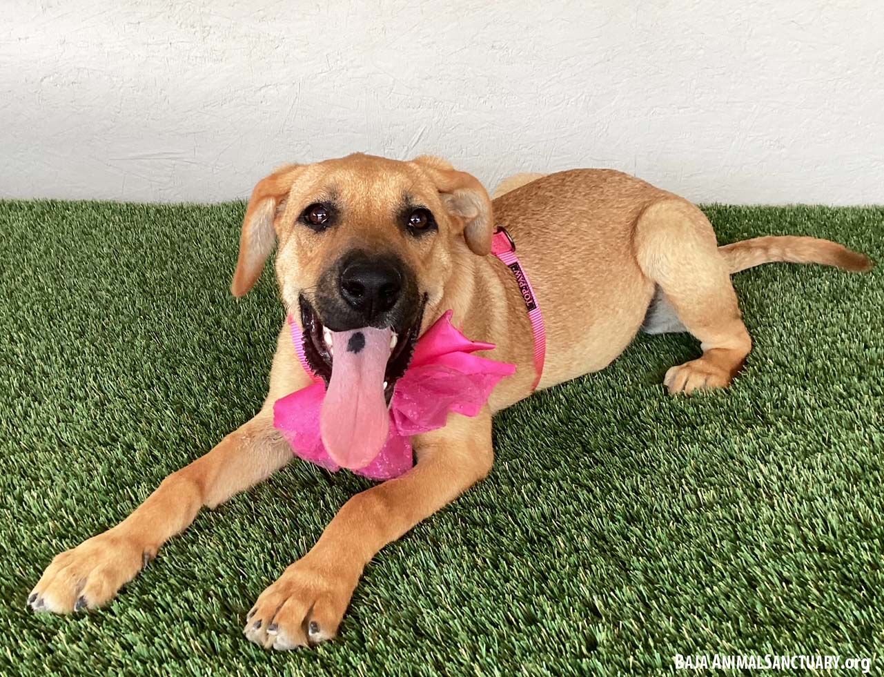 Enlarge Felice, an adoptable mixed breed in San Diego, CA image 2/3