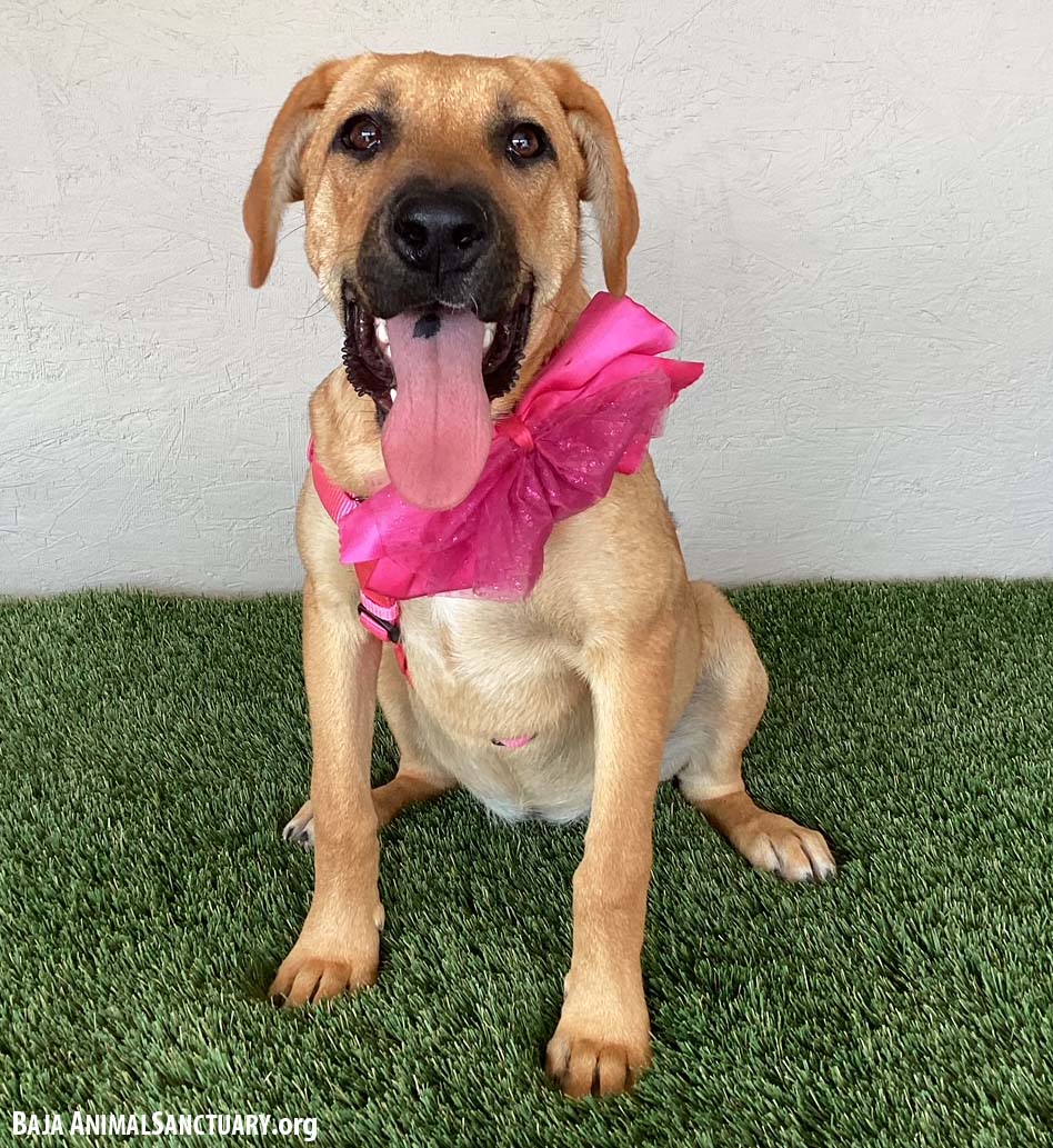 Enlarge Felice, an adoptable mixed breed in San Diego, CA image 3/3