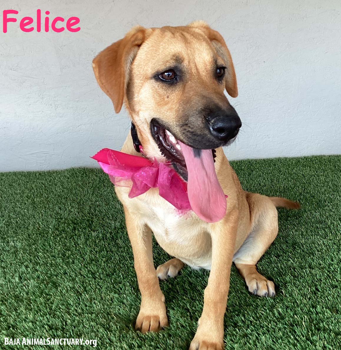 Enlarge Felice, an adoptable mixed breed in San Diego, CA image 1/3