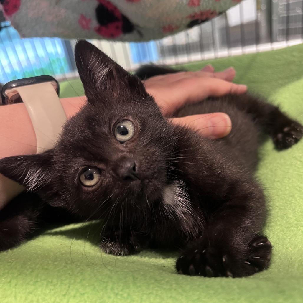 Ivy, Adoptable, Kitten Female Domestic Short Hair.