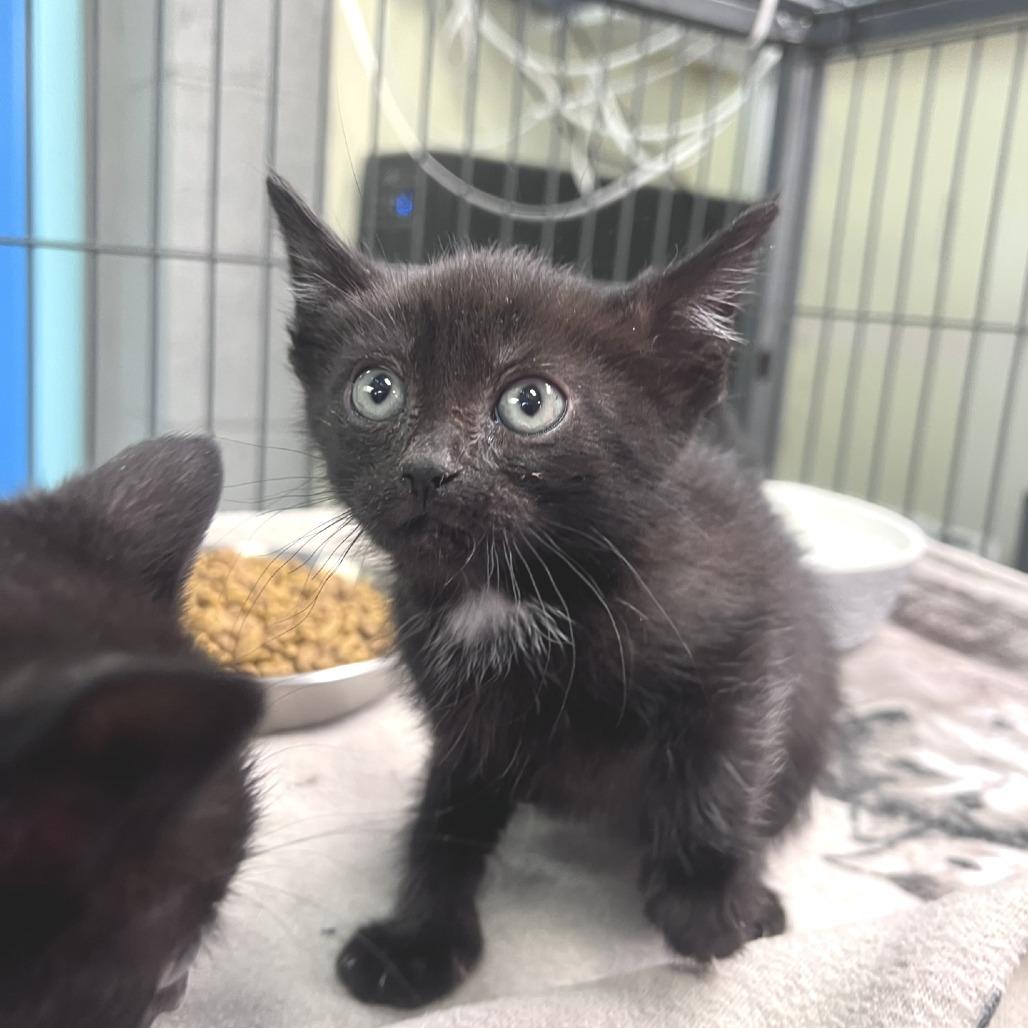 Ivy, Adoptable, Kitten Female Domestic Short Hair.