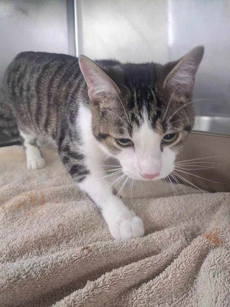 Enlarge Chuck, a Adoptable mixed breed in Murray, KY image 1/1