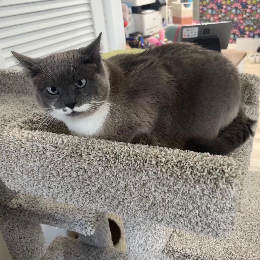 Harley — thumbnail 2