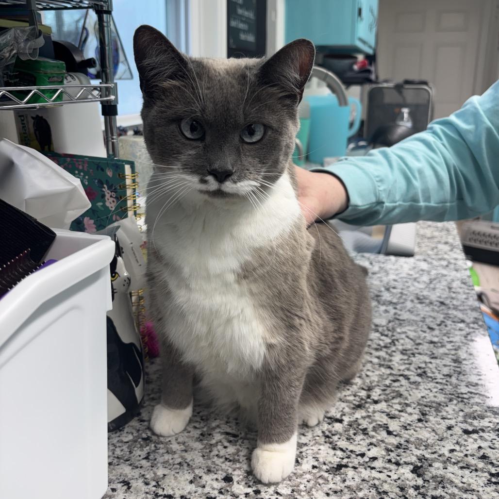 Harley — thumbnail 3