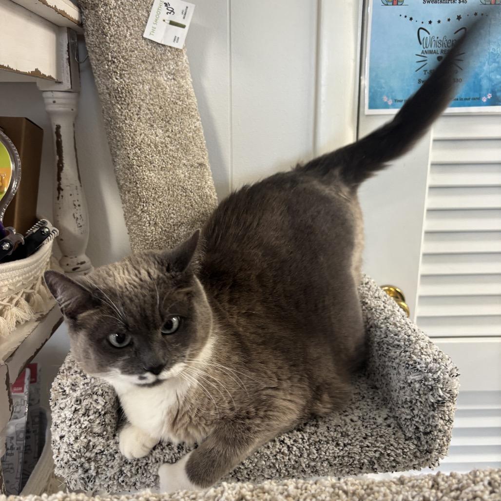 Harley — thumbnail 4