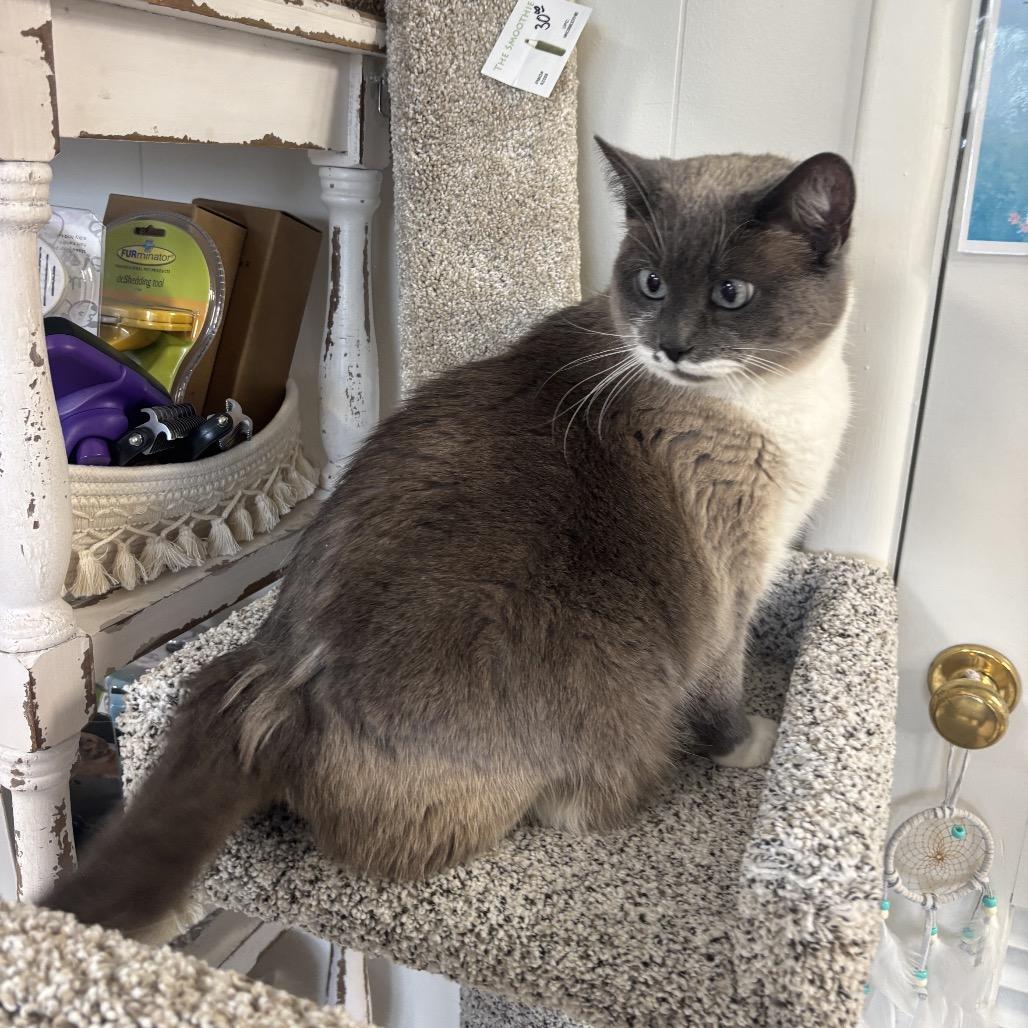 Harley — thumbnail 5