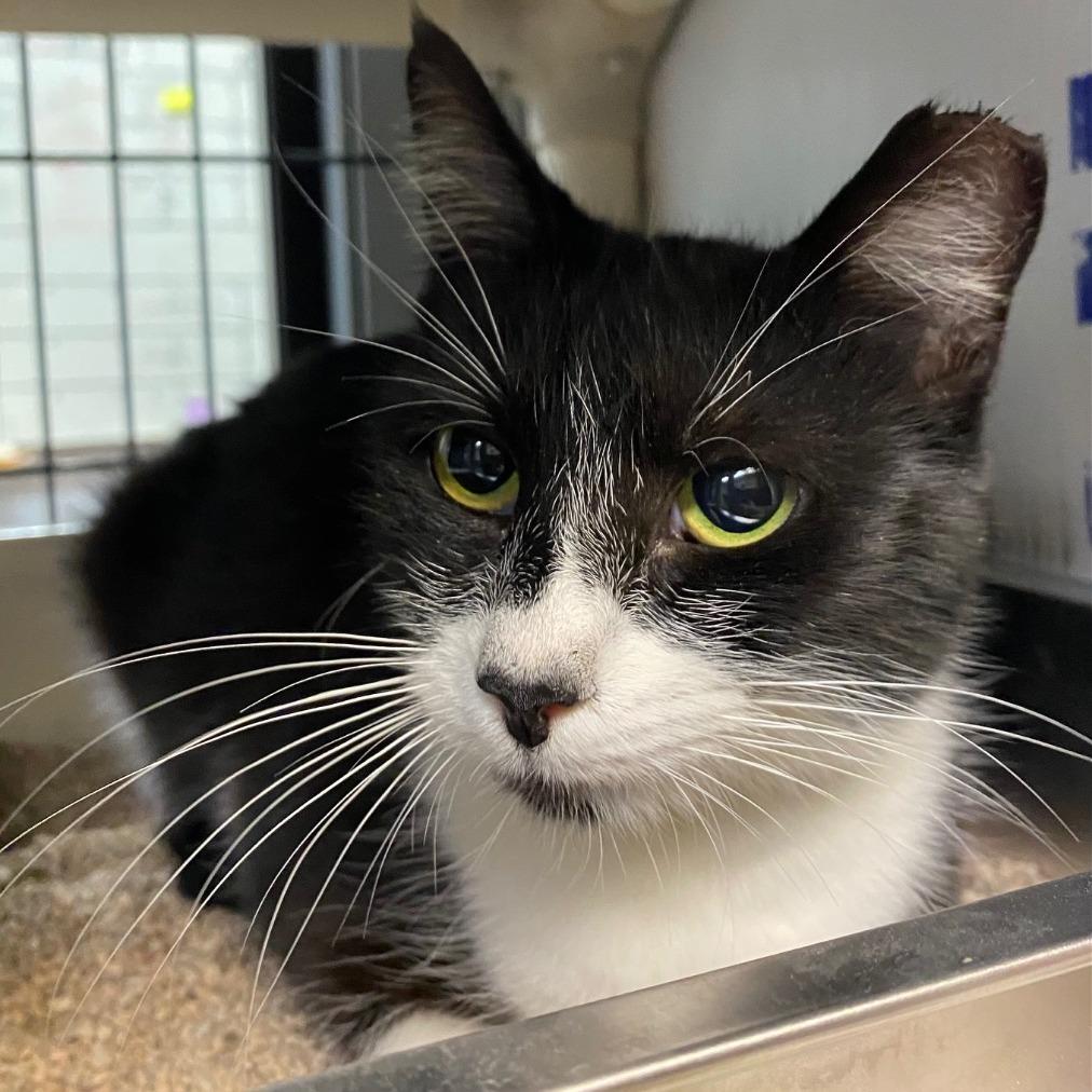 Marisol, Adoptable, Young Female Domestic Short Hair.
