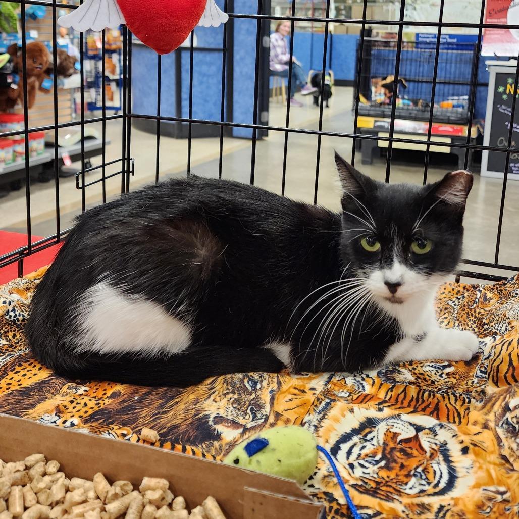 Enlarge Marisol, a Adoptable Domestic Short Hair in Boulder, CO image 2/2