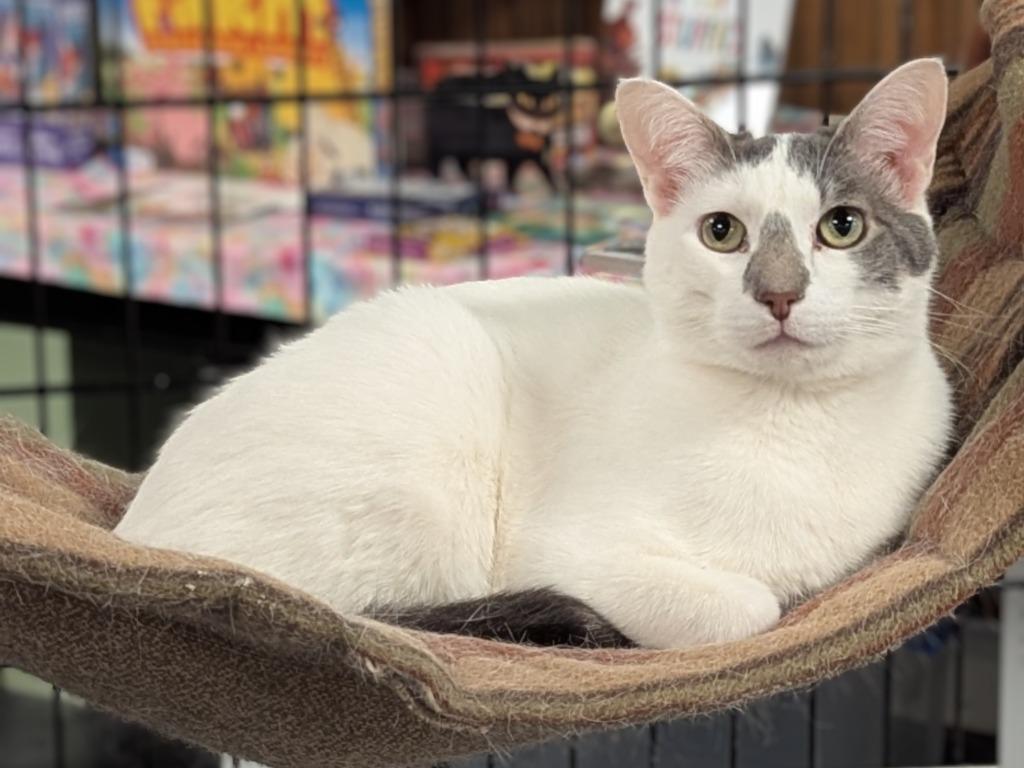 Pip, a Adoptable mixed breed in St. Cloud, MN image 1/6