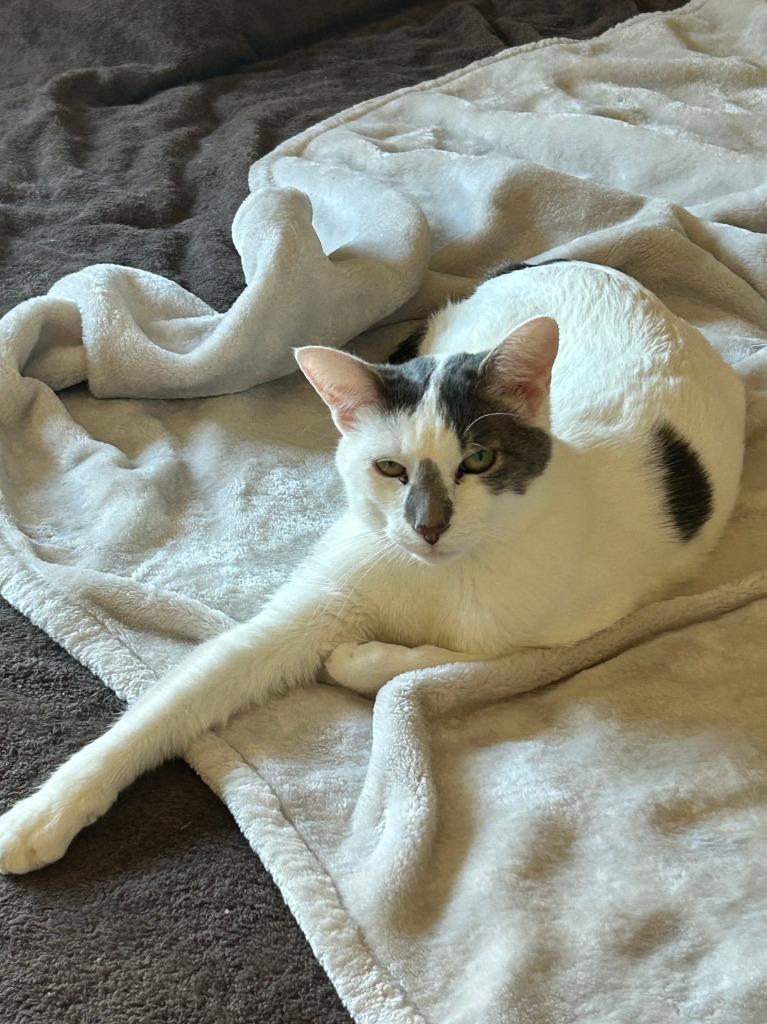 Pip, a Adoptable mixed breed in St. Cloud, MN image 3/4