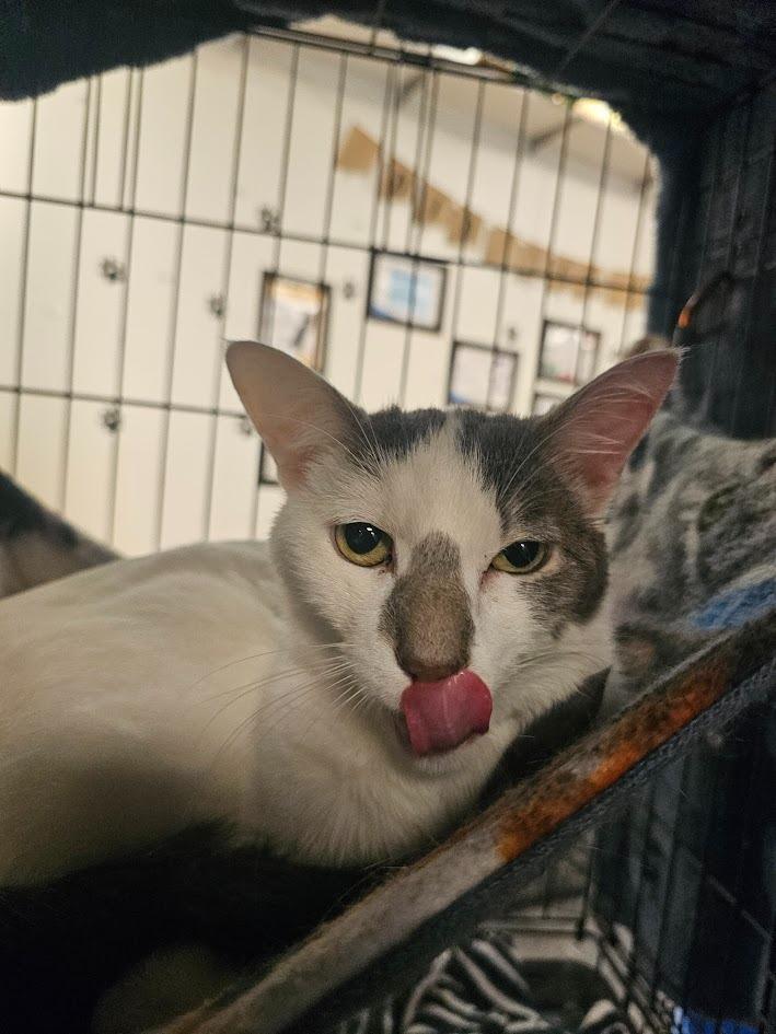 Pip, a Adoptable mixed breed in St. Cloud, MN image 4/4