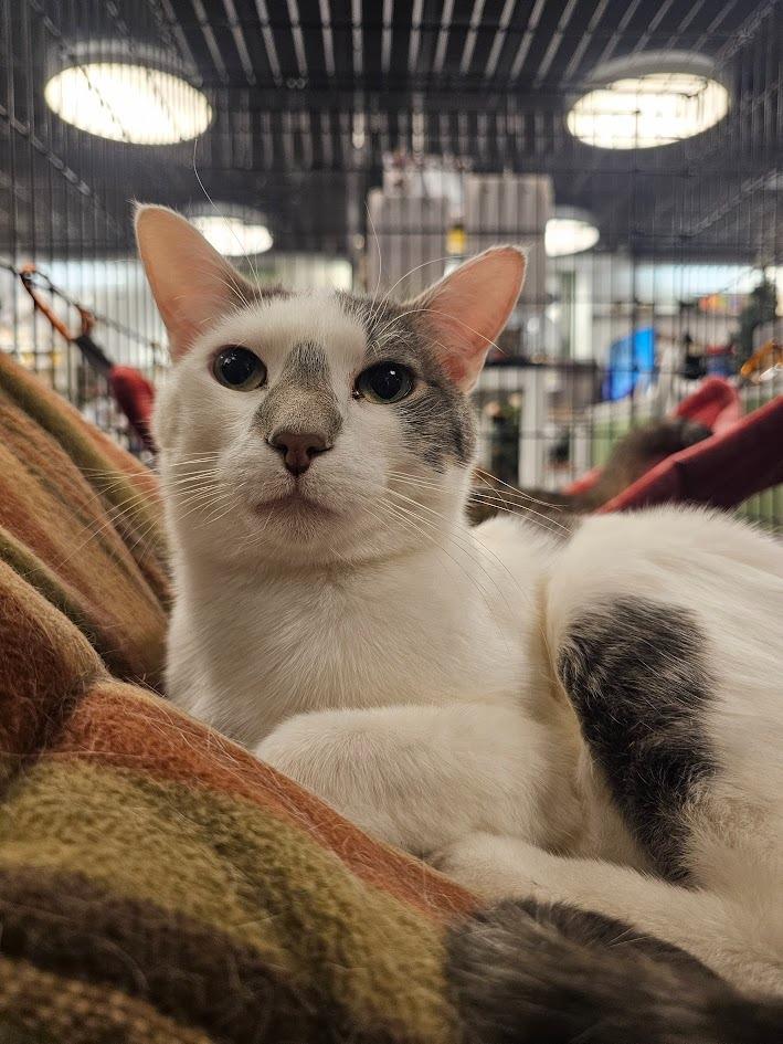 Pip, Adoptable, Young Male Domestic Short Hair.