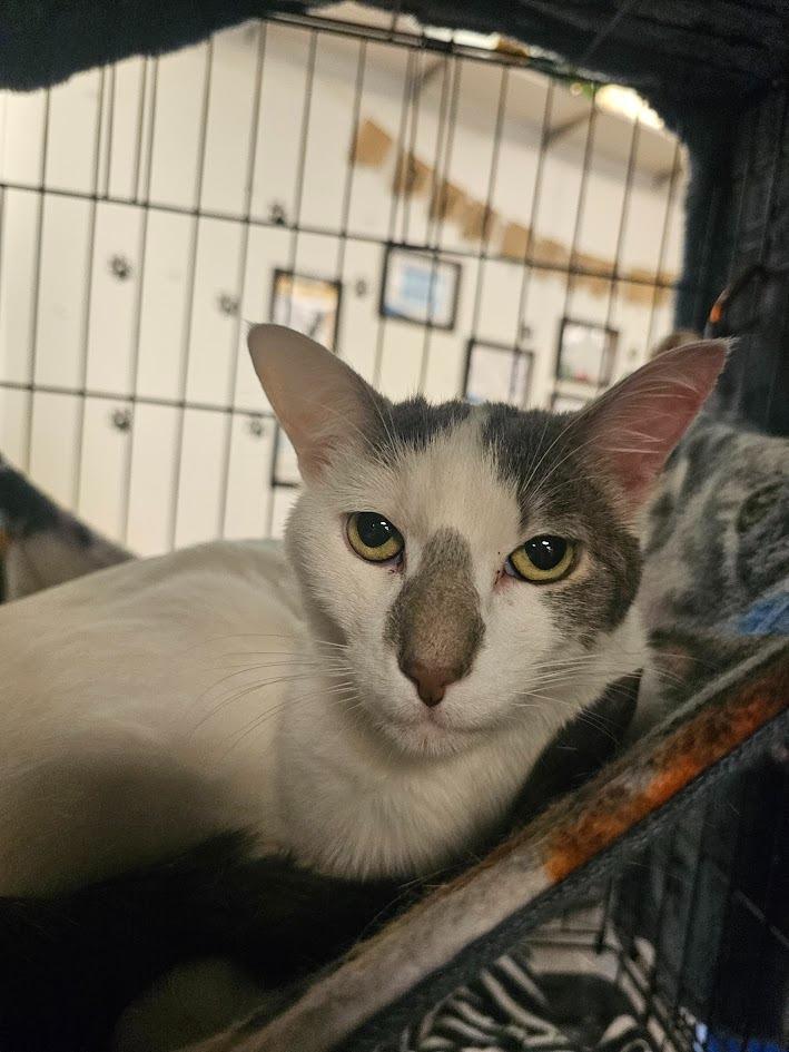 Pip, a Adoptable mixed breed in St. Cloud, MN image 2/4