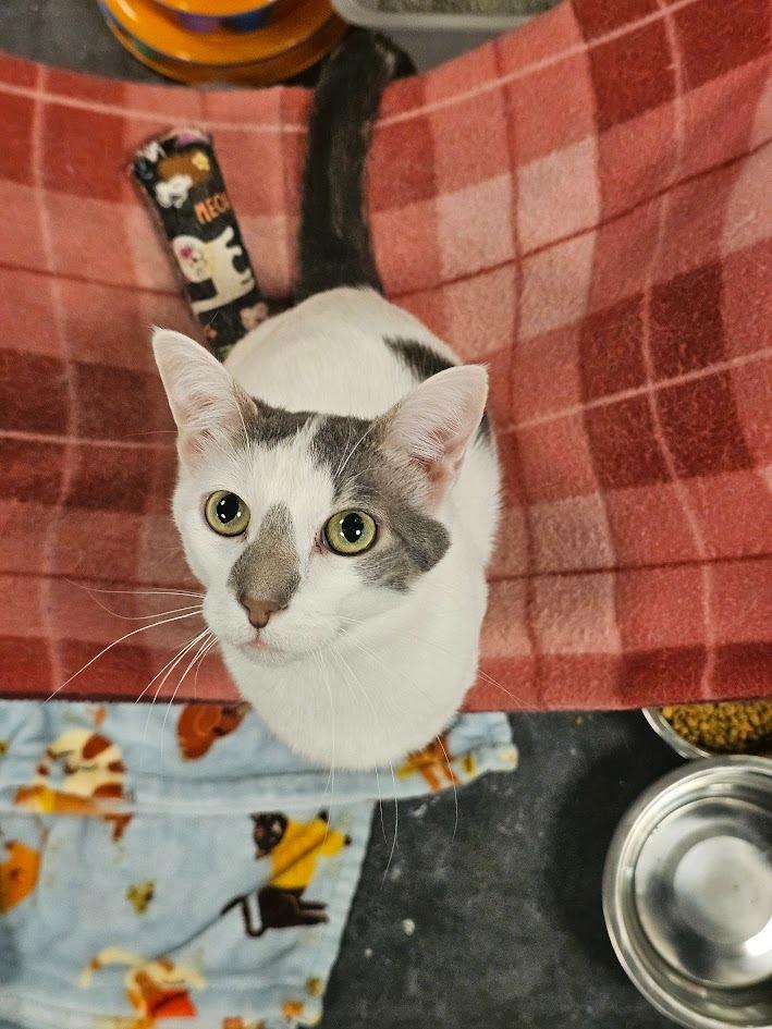 Pip, Adoptable, Young Male Domestic Short Hair.