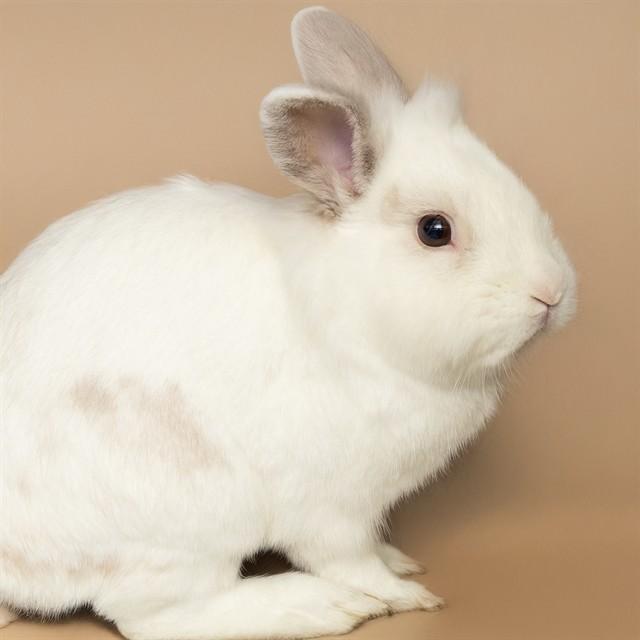 Enlarge BENJI, a Adoptable Lionhead in St. Louis, MO image 1/1