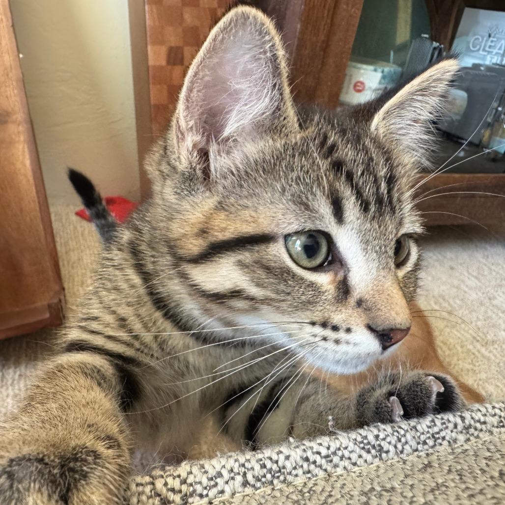 Bamboozle, Adoptable, Kitten Male Domestic Short Hair.