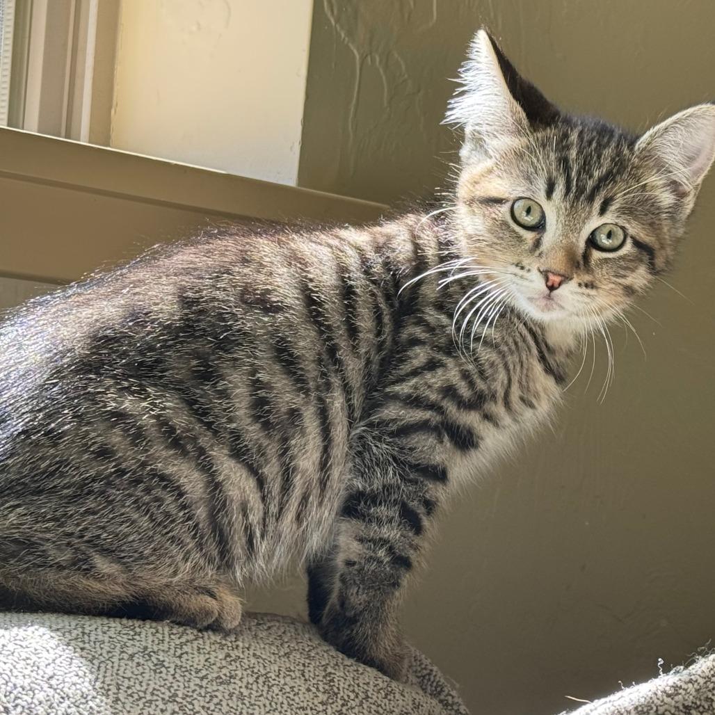 Enlarge Bamboozle, a Adoptable Domestic Short Hair in Talent, OR image 2/4