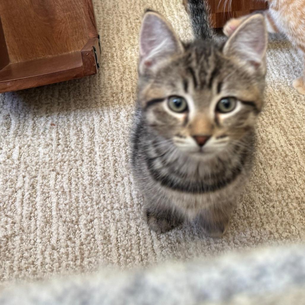 Enlarge Bamboozle, a Adoptable Domestic Short Hair in Talent, OR image 3/4