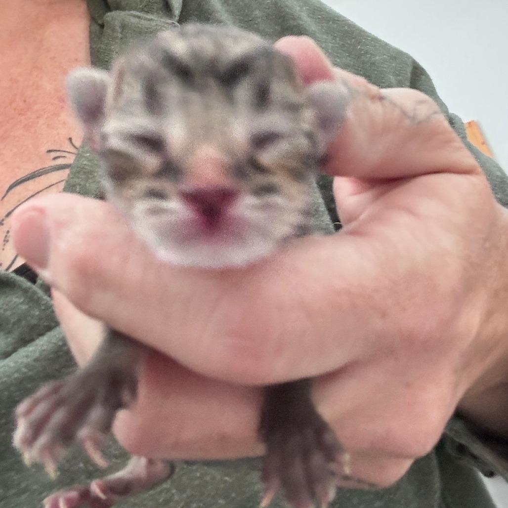 Enlarge Bamboozle, a Adoptable Domestic Short Hair in Talent, OR image 4/4