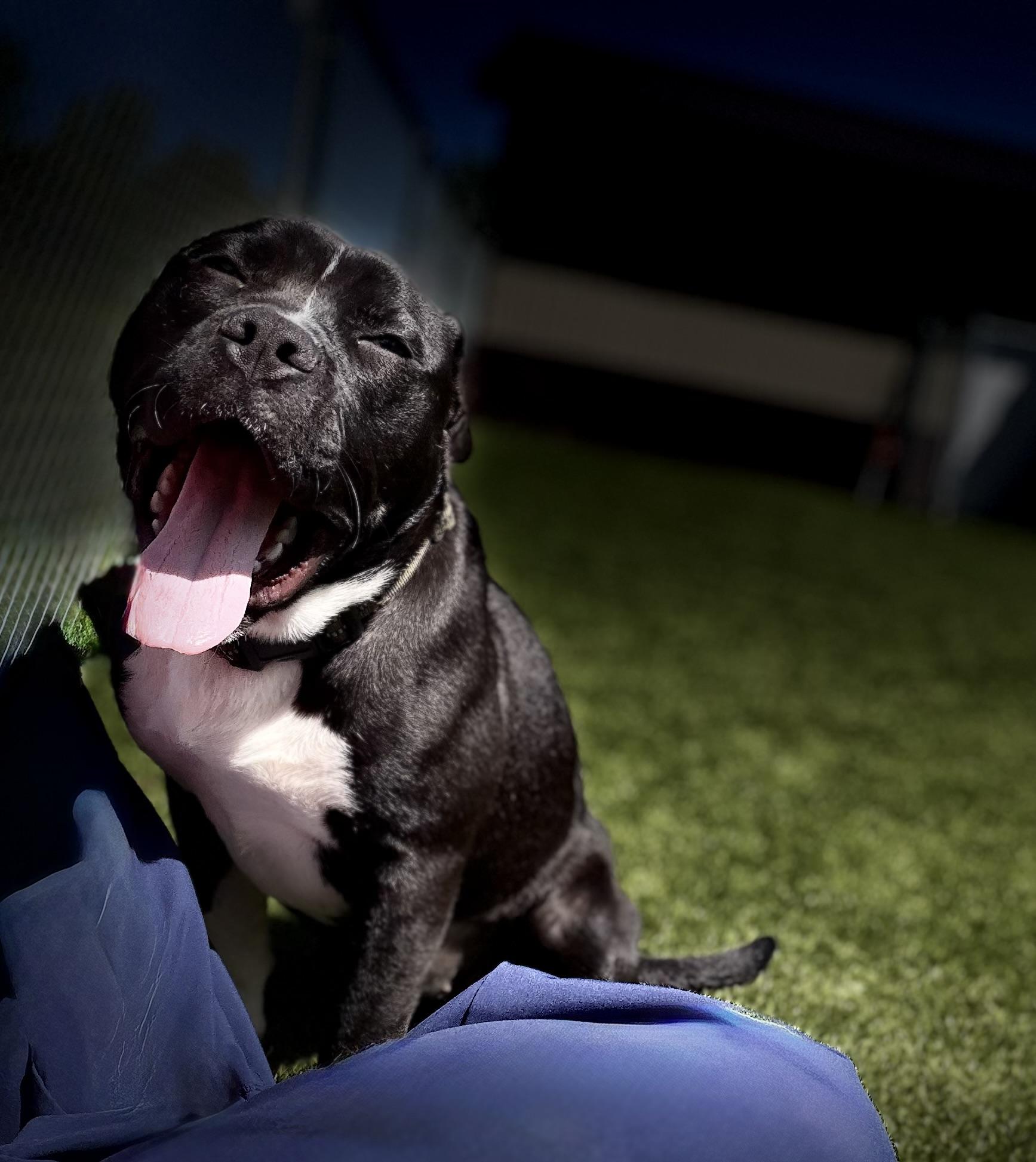 Enlarge Cookie, a ADOPTABLE American Staffordshire Terrier in Boonville, MO image 2/2