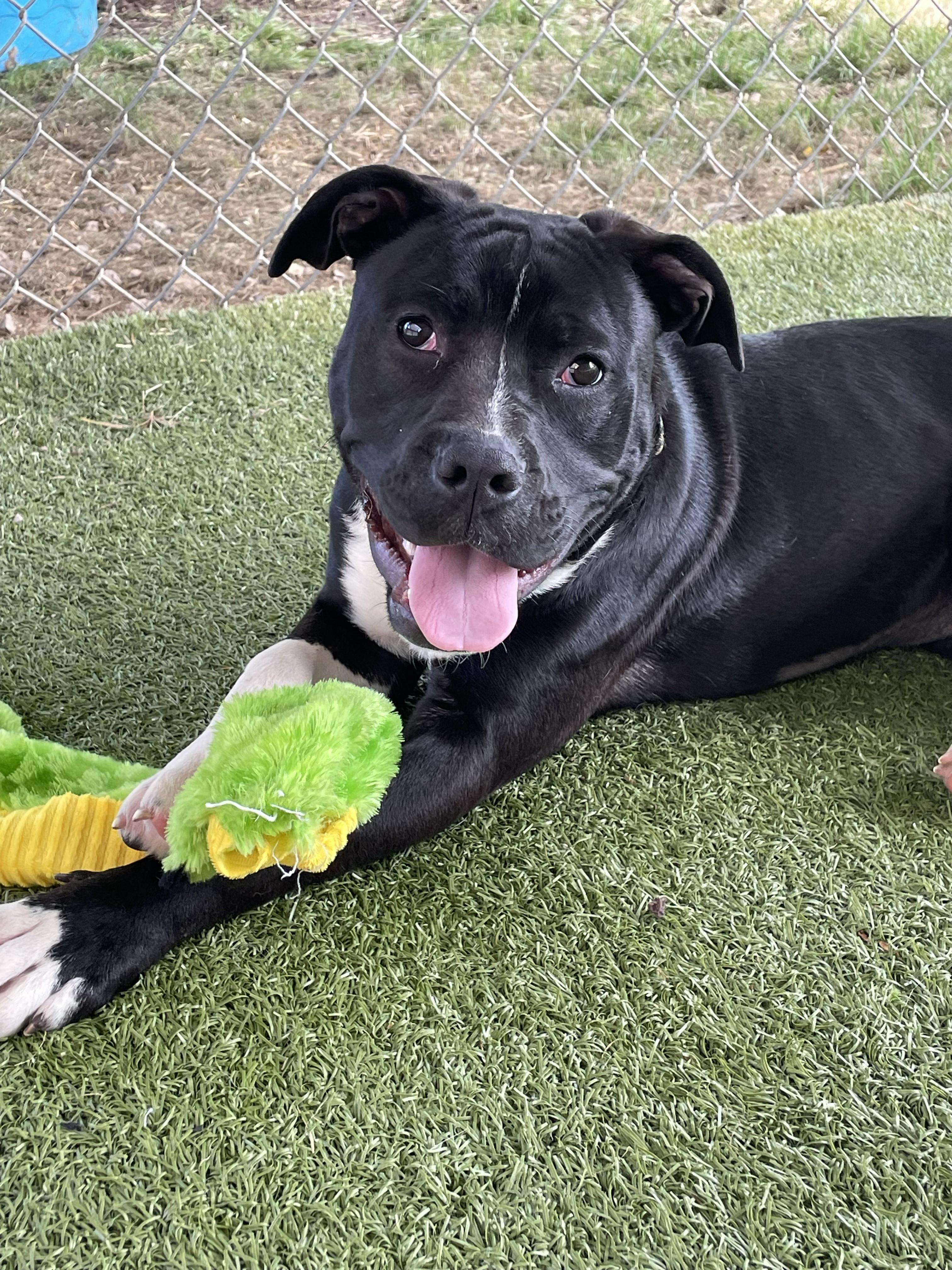 Enlarge Cookie, a ADOPTABLE American Staffordshire Terrier in Boonville, MO image 1/2