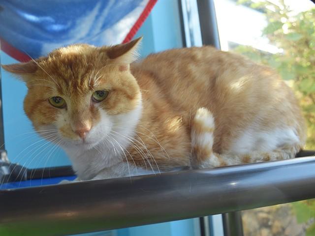 DIJON, Adoptable, Adult Male Domestic Short Hair.
