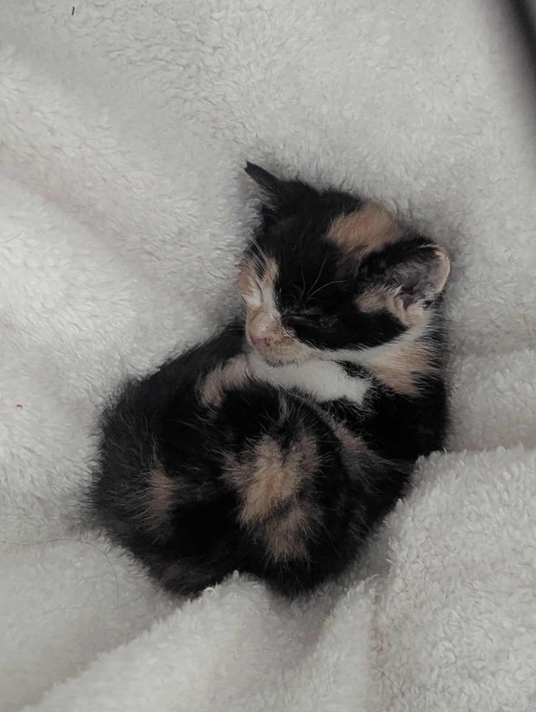 Sushi, Adopted, Kitten Female Calico.