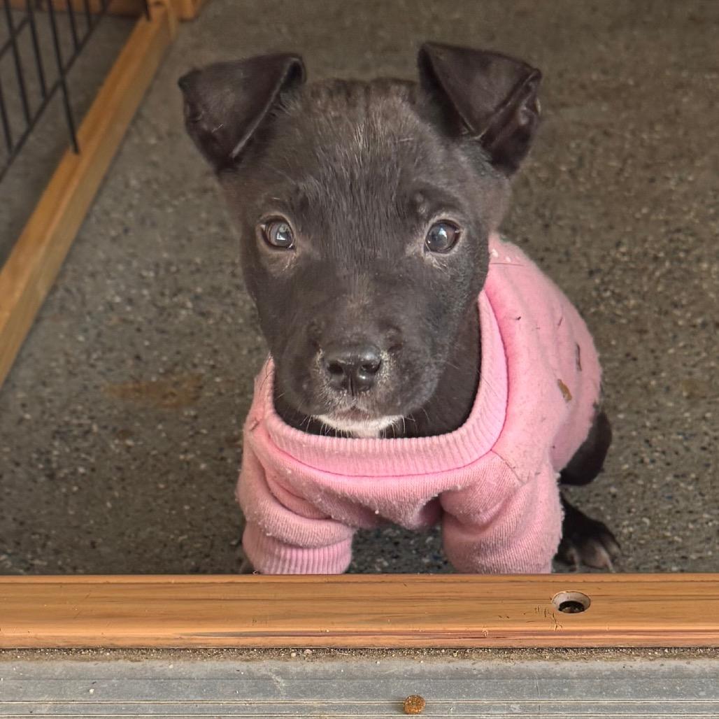 Ava, Adoptable, Puppy Female Pit Bull Terrier.