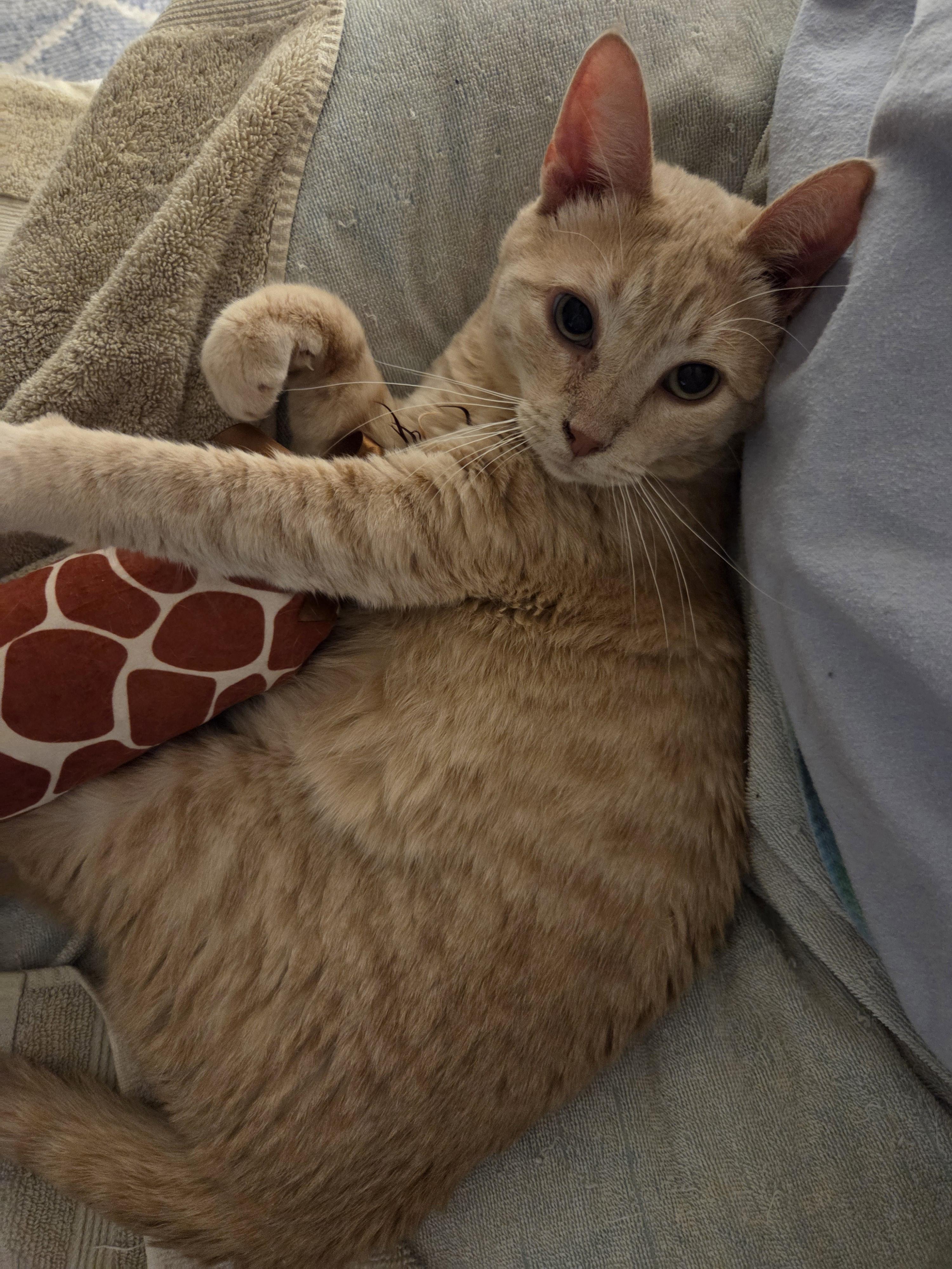 Chancy, Adoptable, Adult Female Domestic Short Hair.