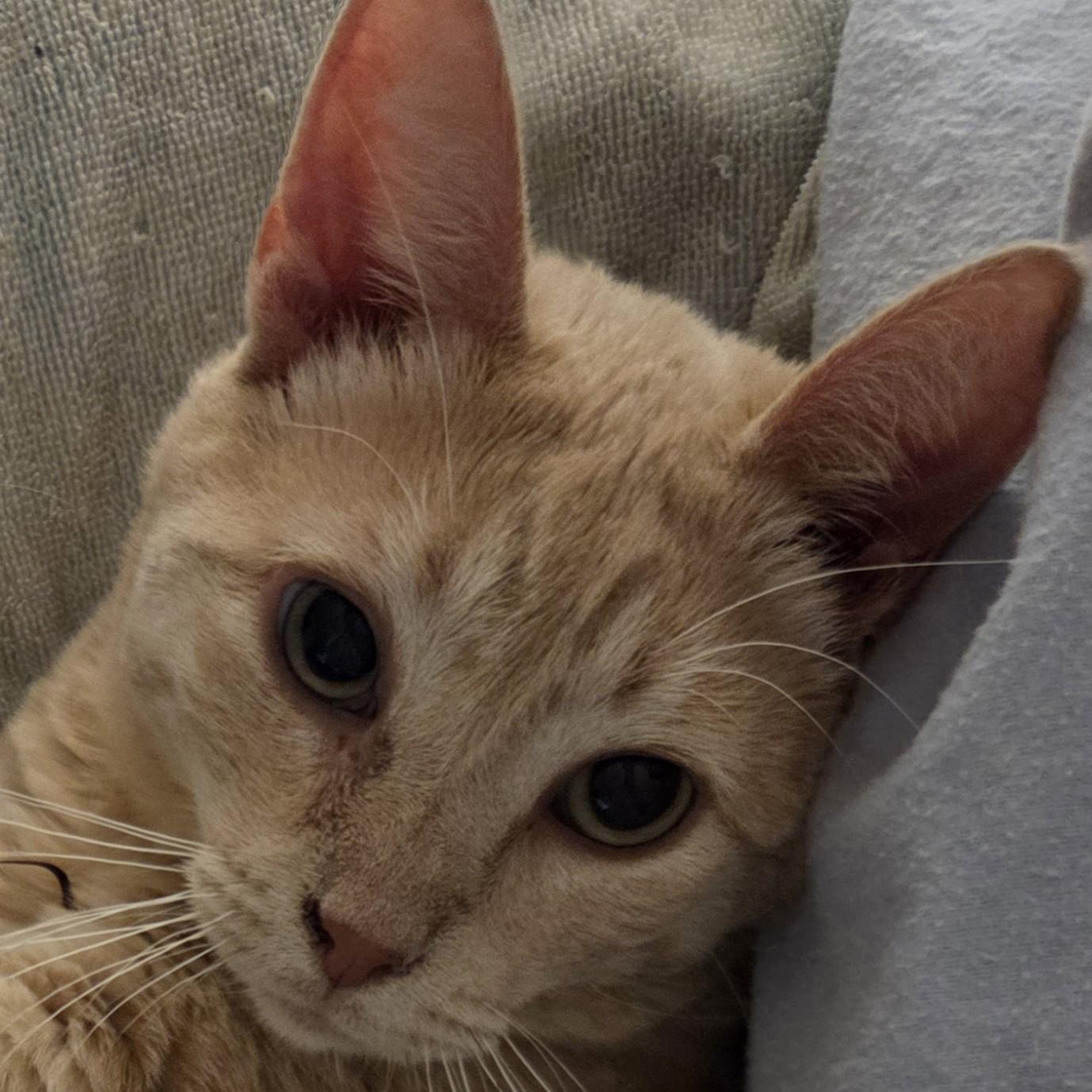 Enlarge Chancy, a Adoptable mixed breed in Buhl, ID image 2/3